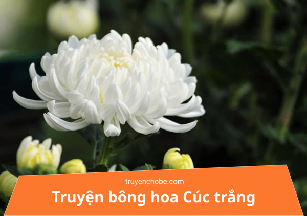 Truyện bông hoa cúc trắng