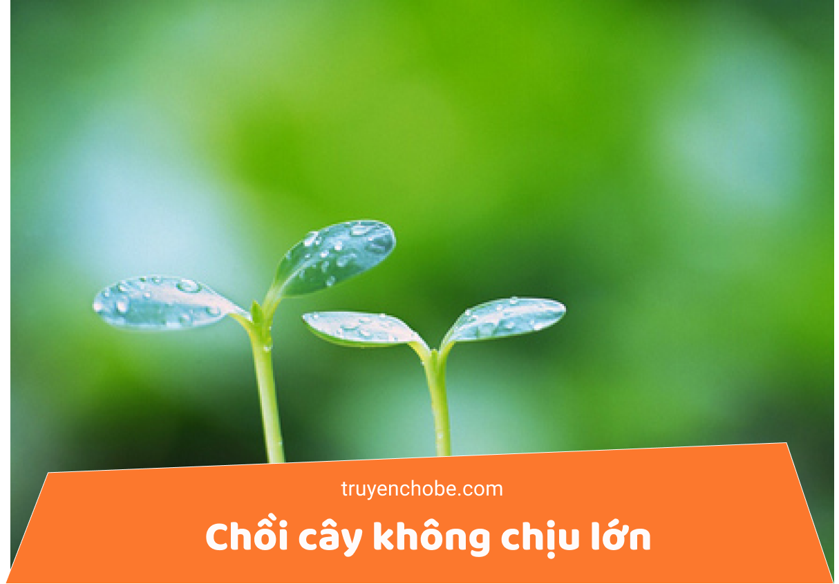 Chồi cây không chịu lớn