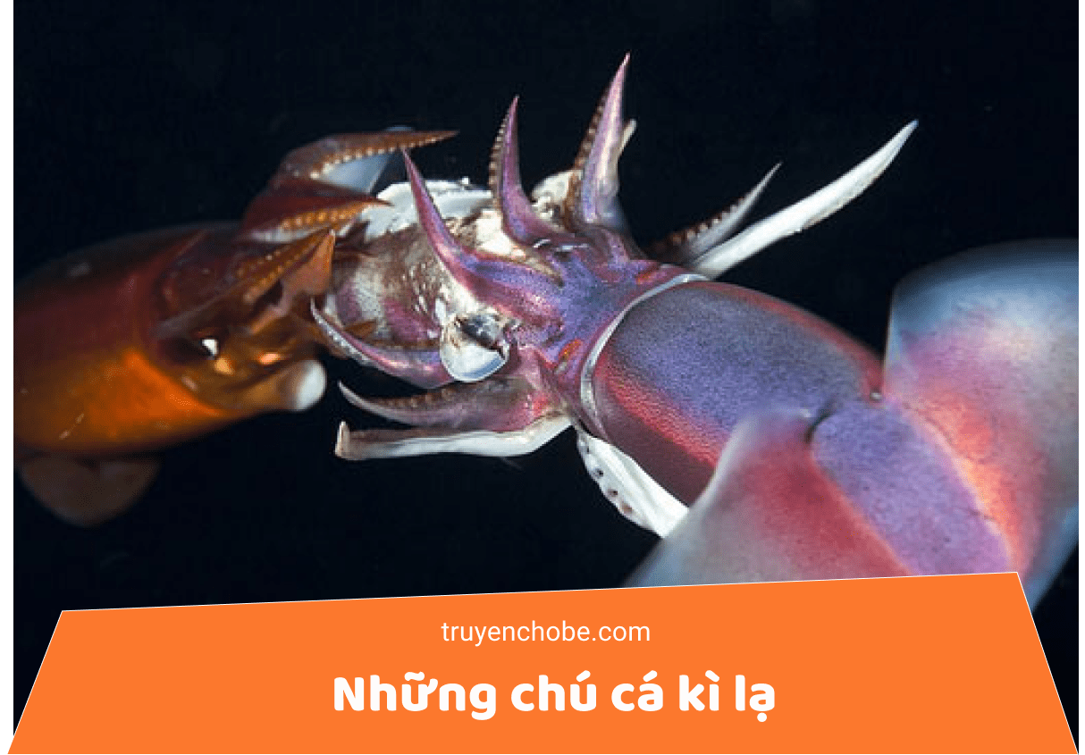 Những chú cá kì lạ