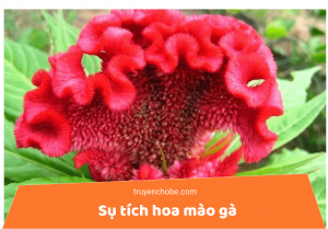Sự tích hoa mào gà
