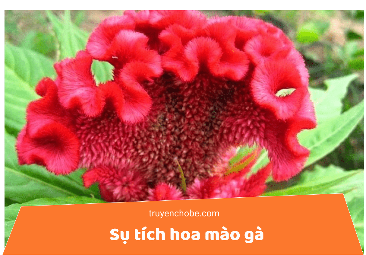 Sự tích hoa mào gà