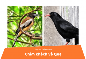 Chim khách và Quạ