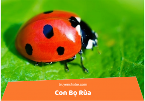 Con bọ Rùa