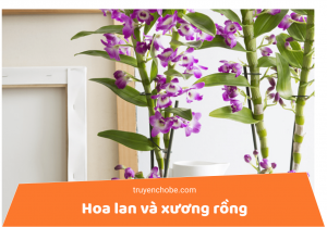 hoa lan