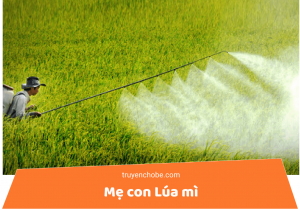 Mẹ con Lúa mì