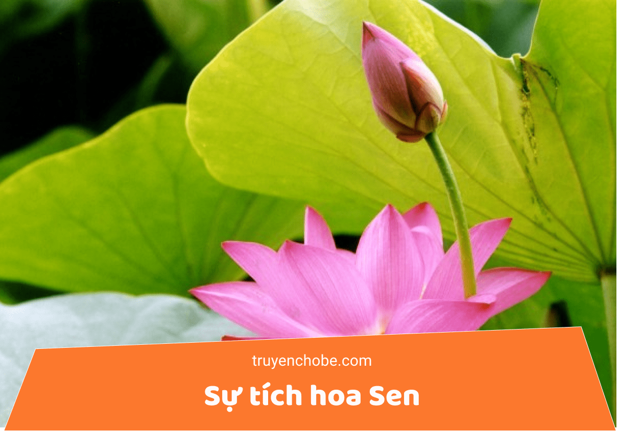 Sự tích hoa Sen