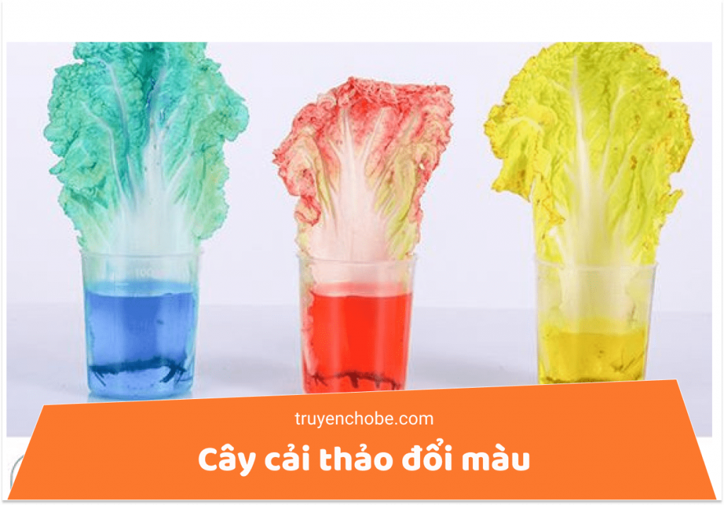 cây cải thảo đổi màu