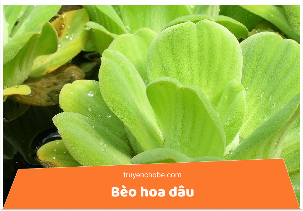 Bèo hao dâu