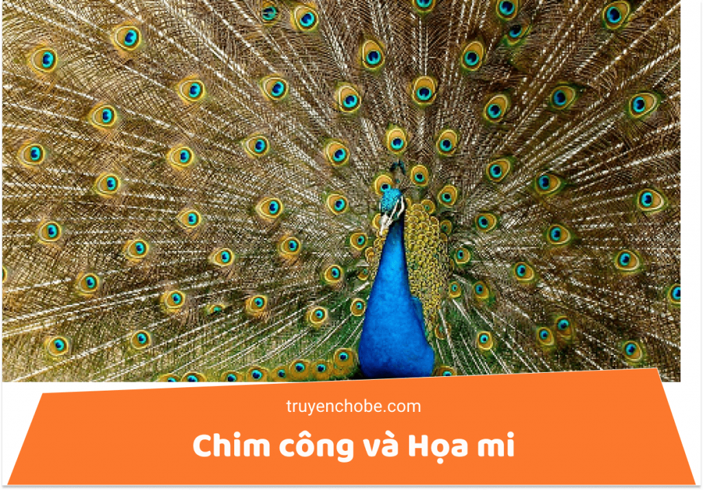 Chim công xòe đuôi