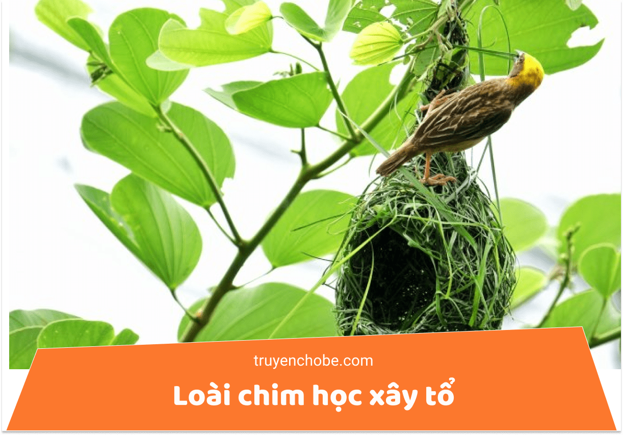 Loài chim học xây tổ (Truyện cổ tích Ấn Độ)