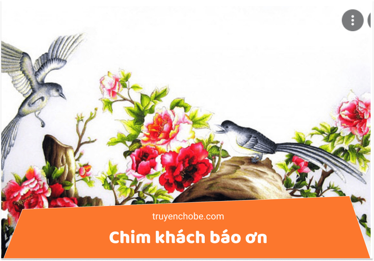 Chim khách báo ơn