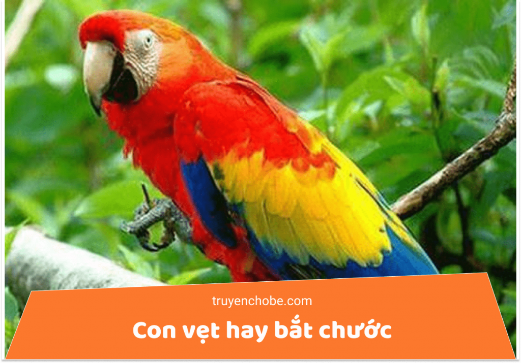 Con vẹt hay bắt chước
