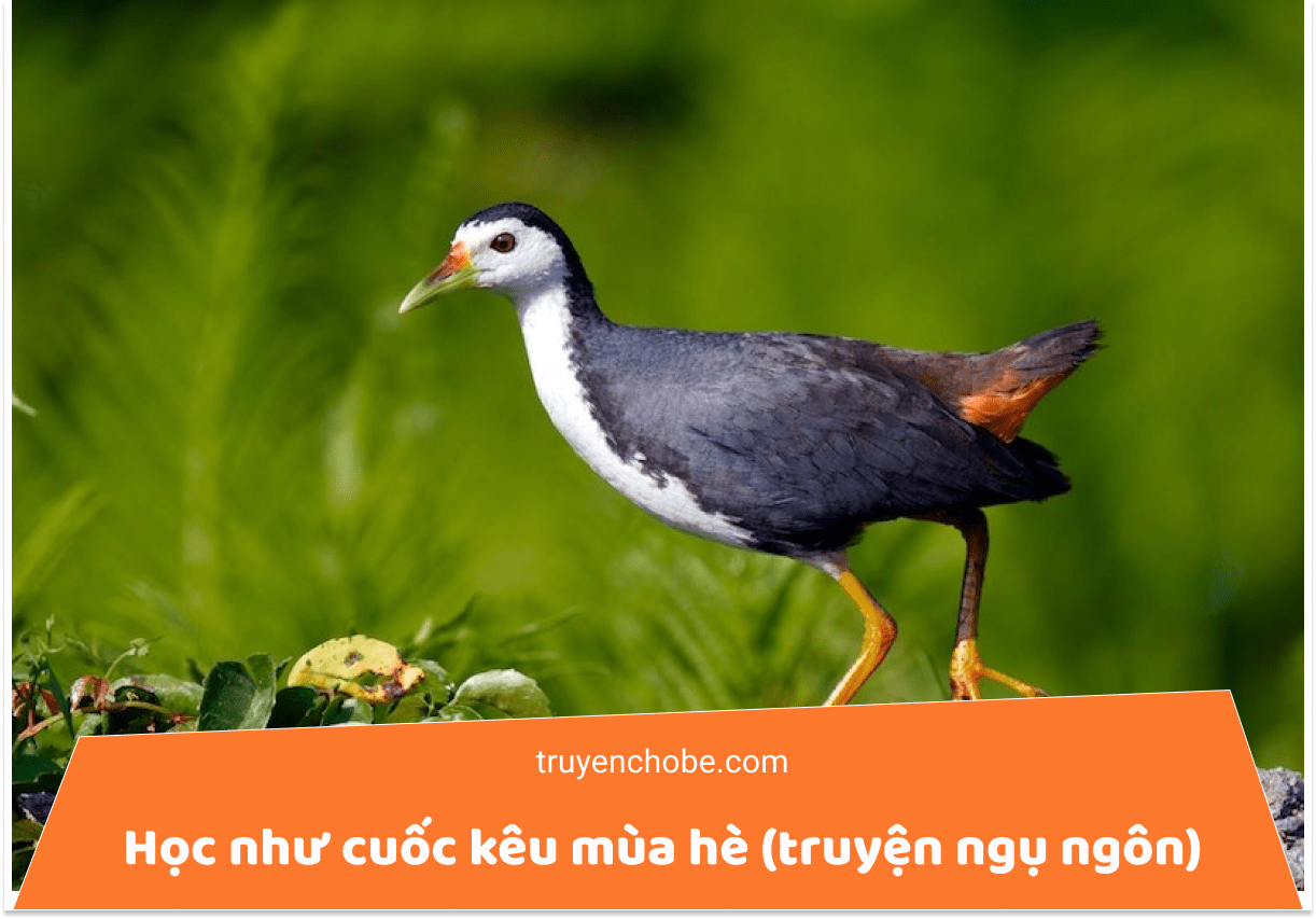 Học như cuốc kêu mùa hè (truyện ngụ ngôn)
