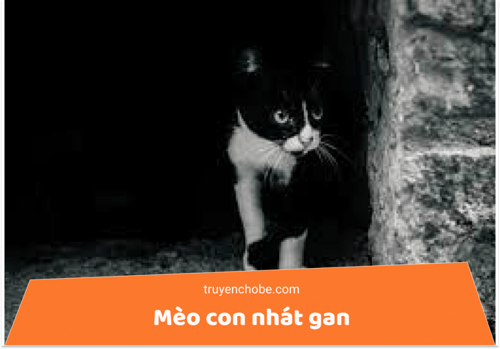 Mèo con nhát gan