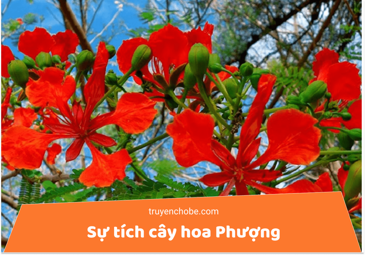 Sự tích Cây hoa phượng