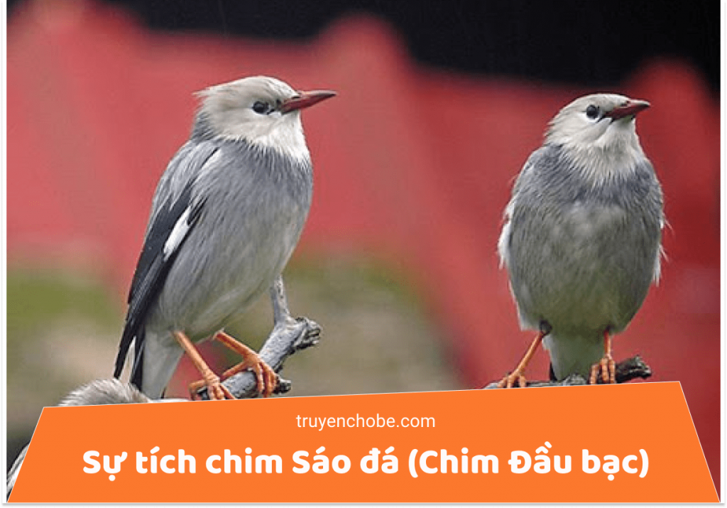 Sự tích chim Sáo đá