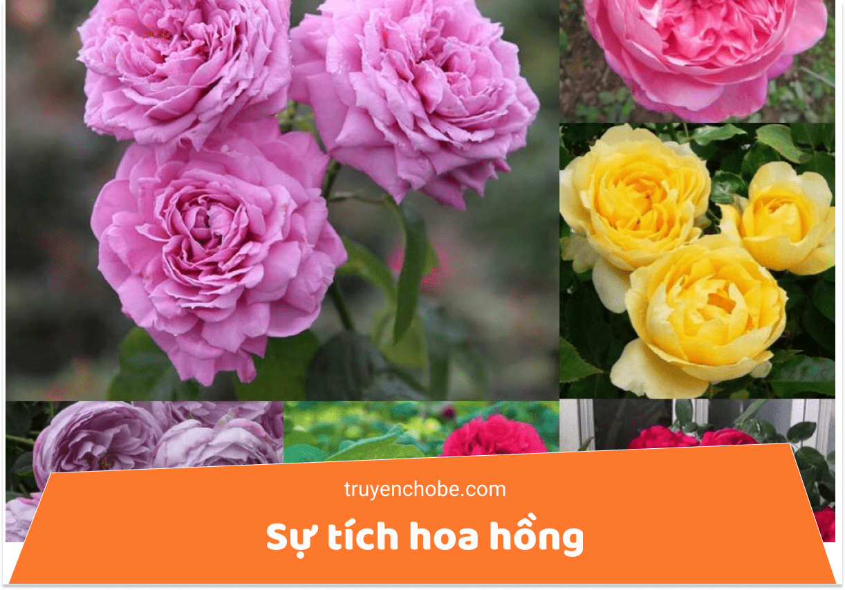 Sụ tích Hoa hồng
