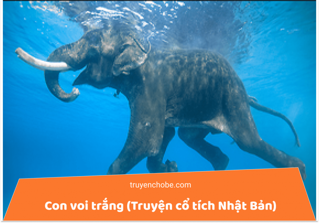Voi có thể bơi trong nước