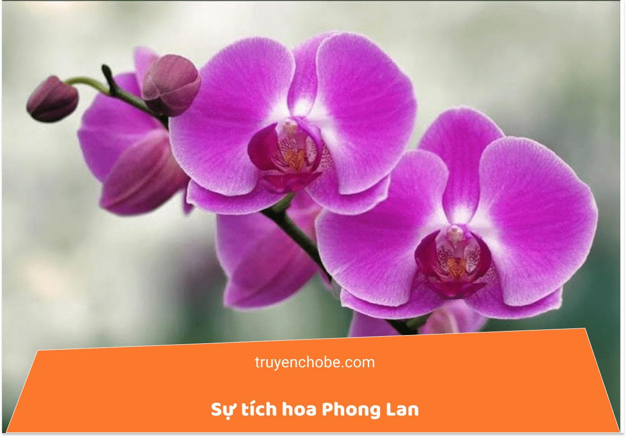 Sự tích hoa phong lan