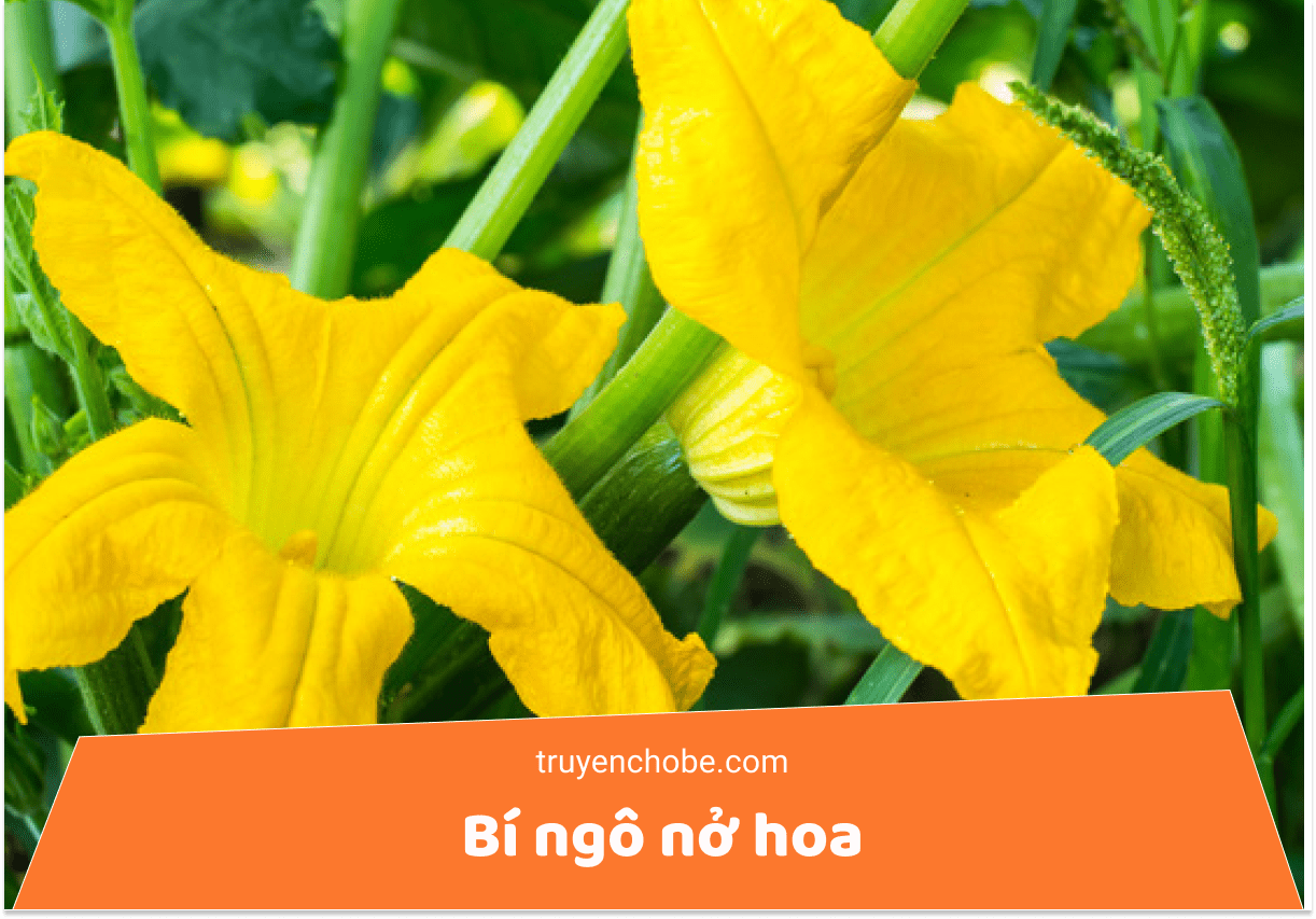Bí ngô nở hoa