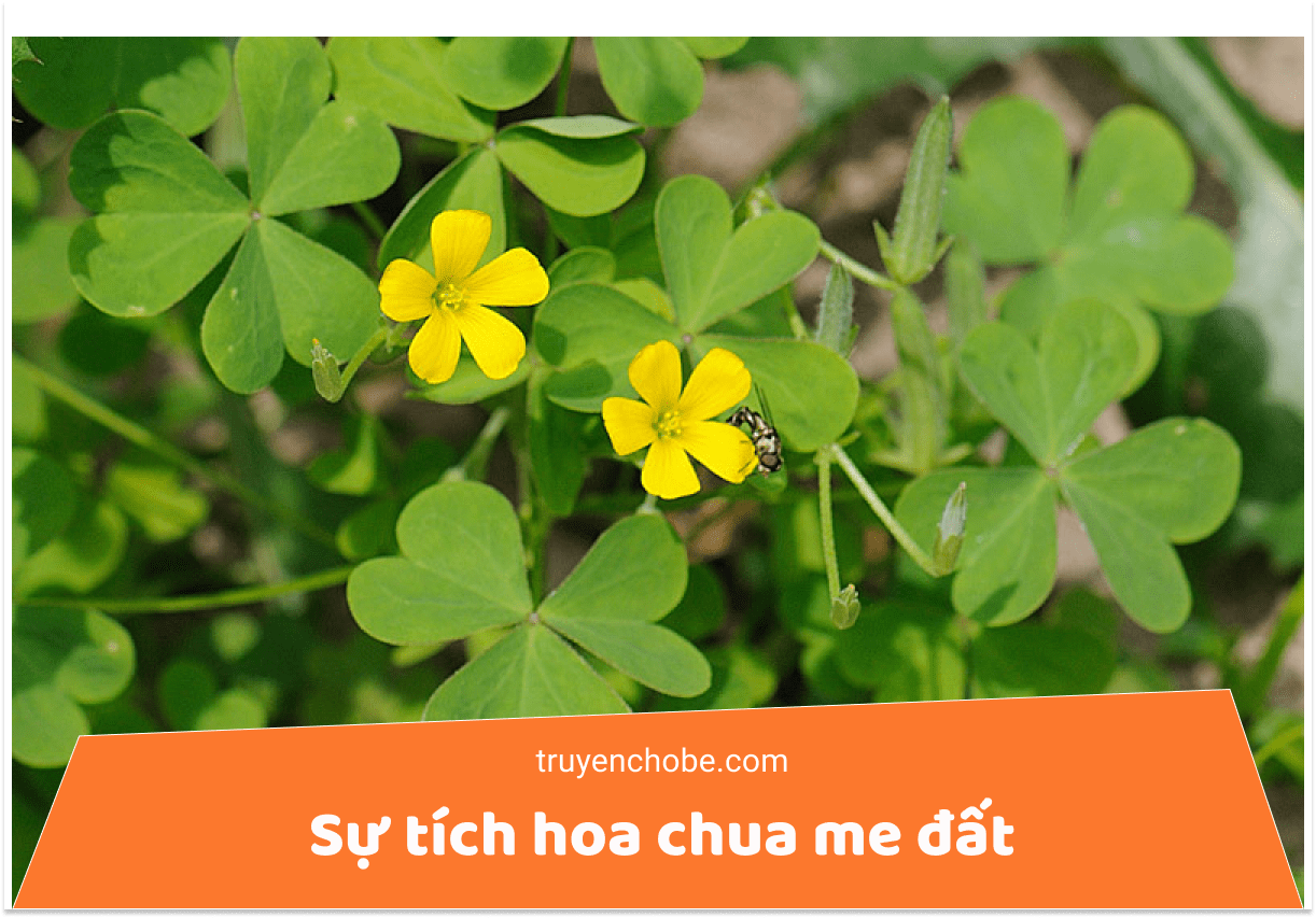 Sự tích hoa chua me đất