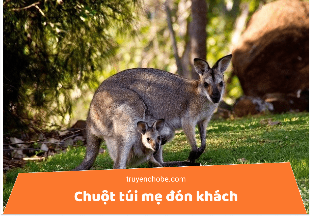 Chuột túi mẹ đón khách