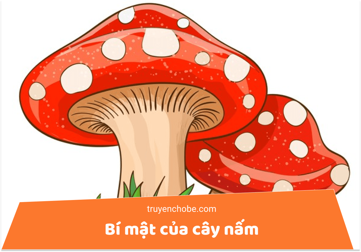 Bí mật của cây nấm