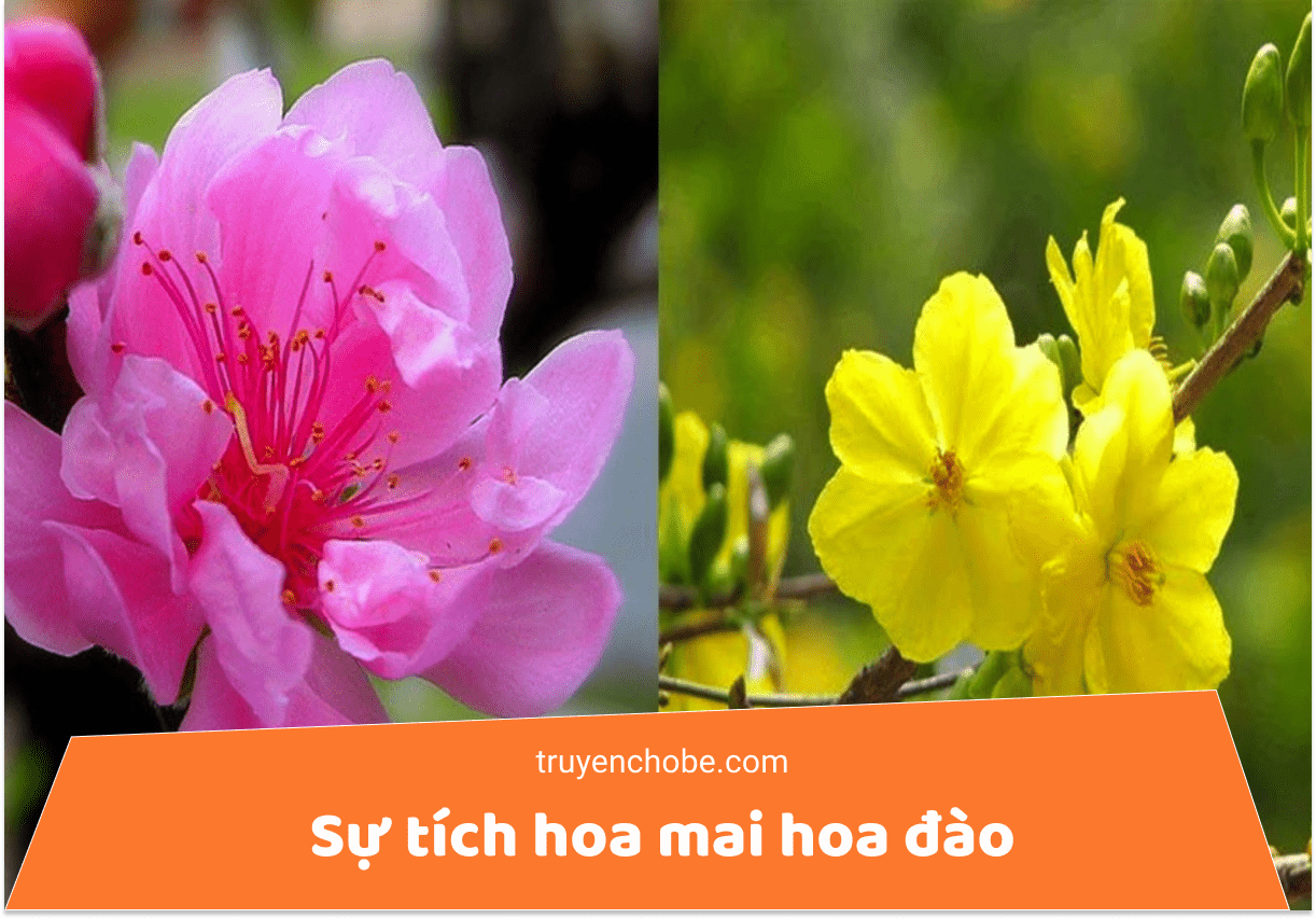 Sự tích hoa mai hoa đào