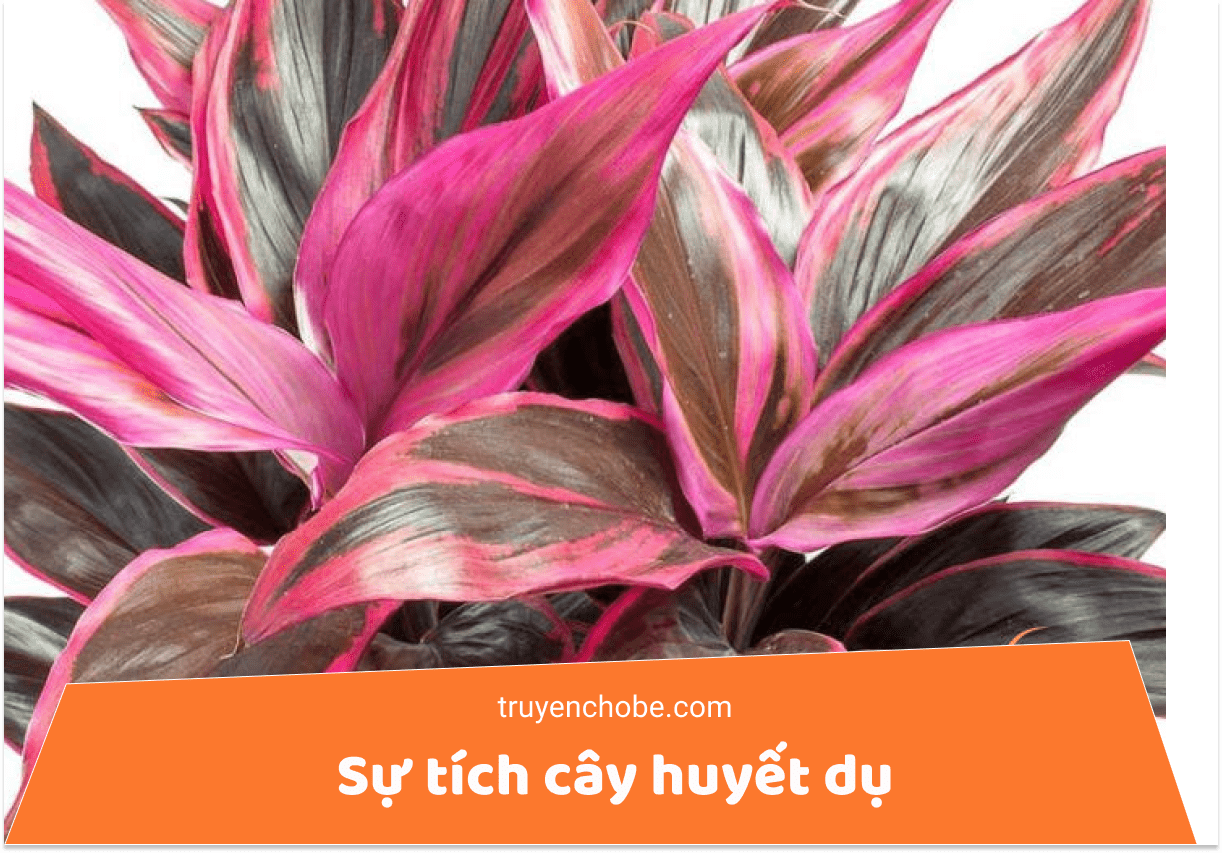 Sự tích cây huyết dụ