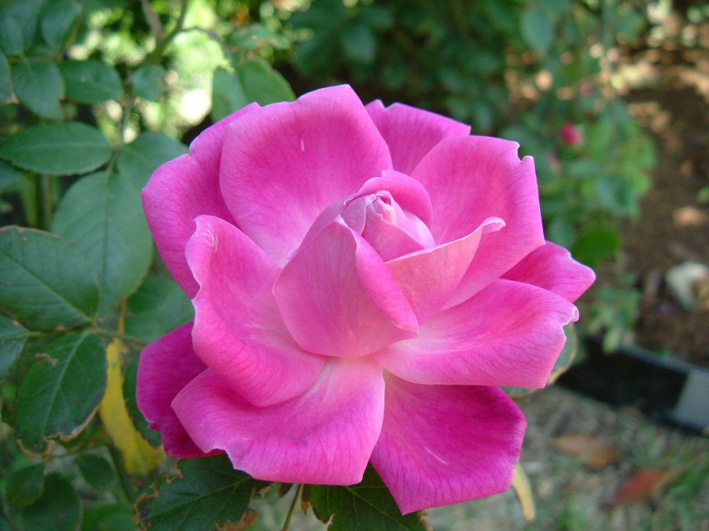 hoa hồng