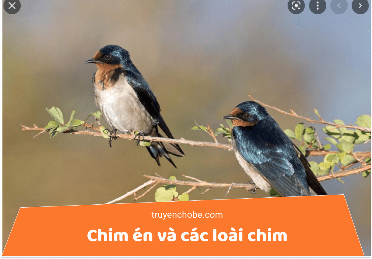 Chim én và các loài chim