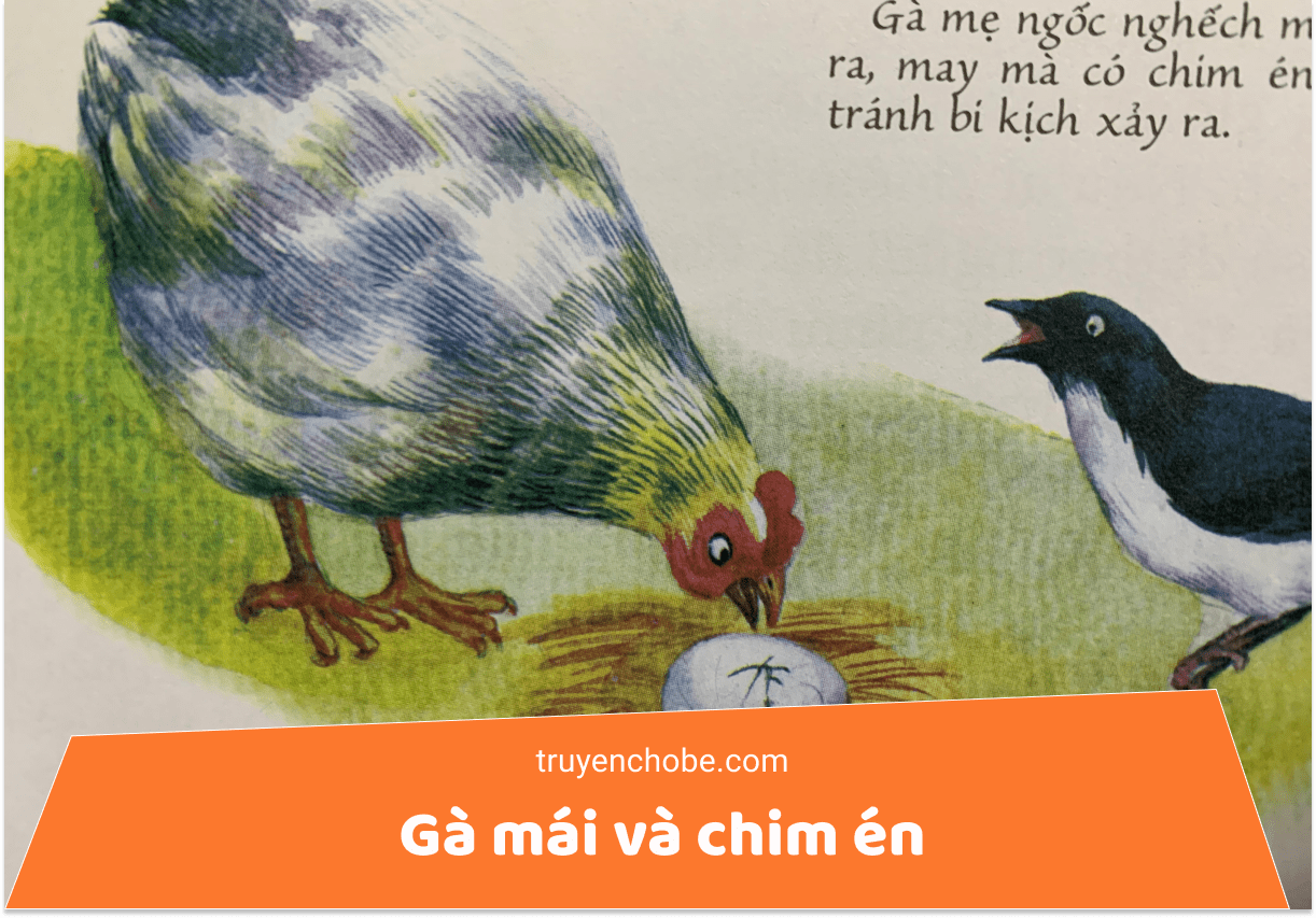 Gà mái và chim én