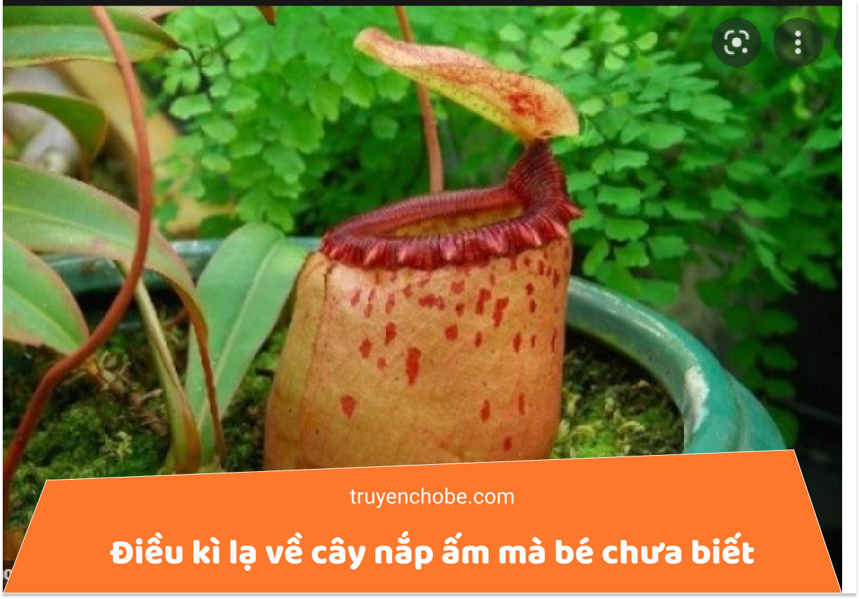 Điều kì lạ về cây nắp ấm mà bé chưa biết
