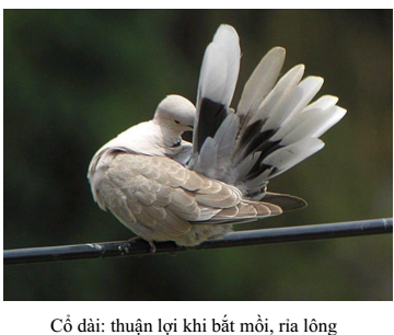 Chim dùng mỏ để rỉa lông
