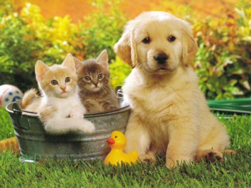 Cún con và mèo mướp