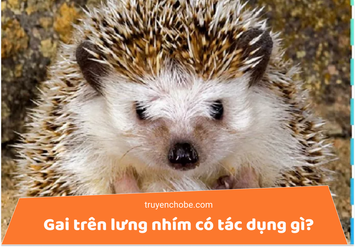 Thế giới câu hỏi diệu kì của bé -phần 3