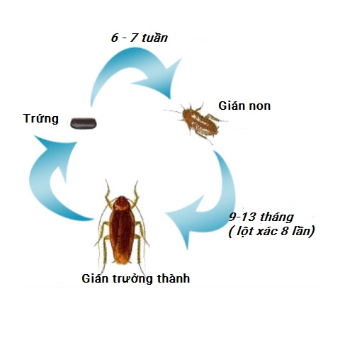 vòng đời của gián
