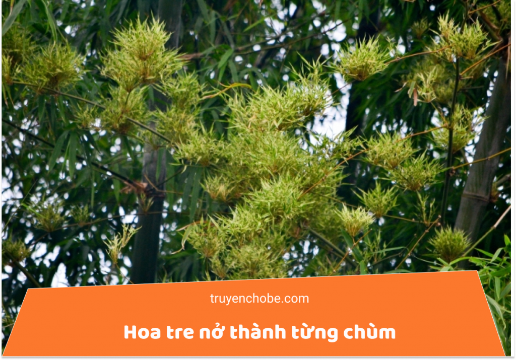 hoa tre
