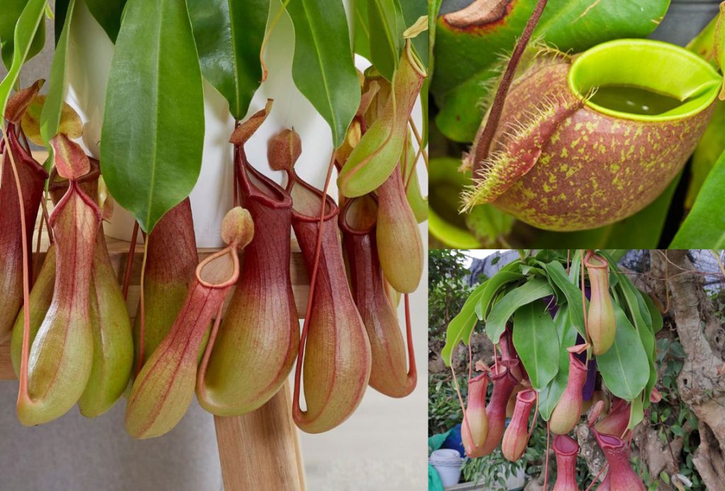 Hình ảnh cây nắp ấm