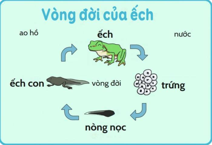 vòng đời của ếch