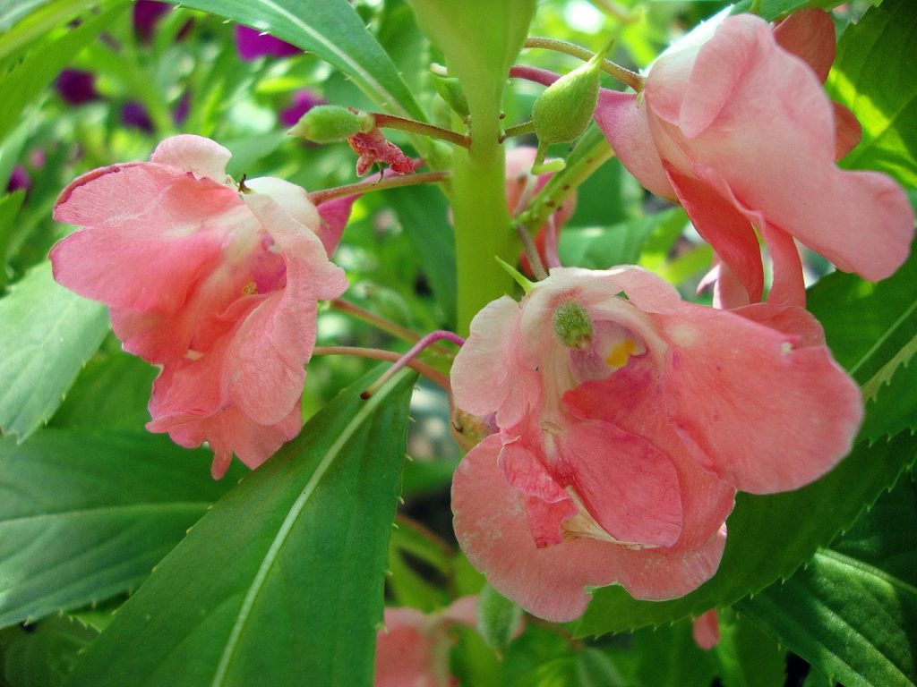 Phụng tiên hồng
