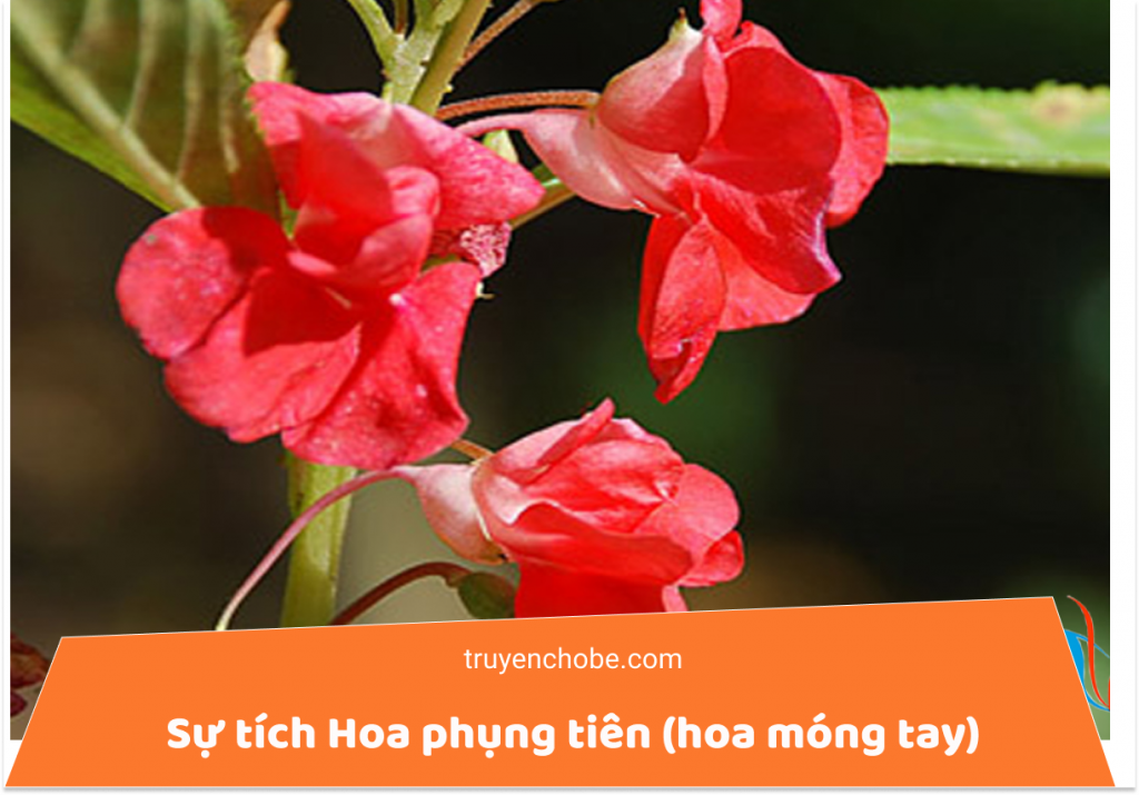 S?tích Hoa phụng tiên (hoa móng tay)