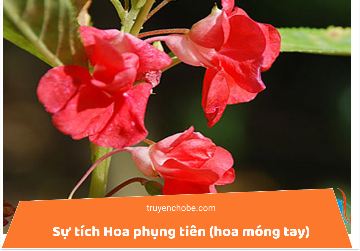 Sự tích Hoa phụng tiên (hoa móng tay)
