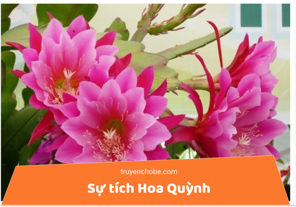 Sự tích Hoa Quỳnh