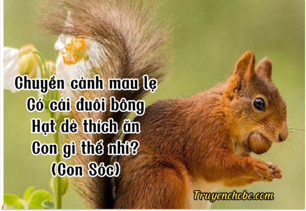 Câu đố về con Sóc