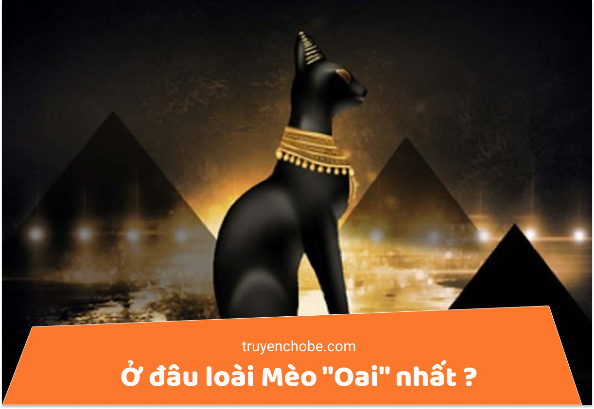 Ở đâu loài Mèo "Oai" nhất ?